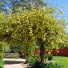 Rosa Banksiae Lutea - Arch Mount Tomah Gardens NSW