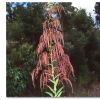 Calomeria amaranthoides - photo Canberra Nature Track