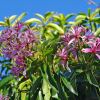 Calodendrum capense - Cape Chestnut - panicles of pink flowers