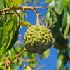 Fruit of Calodendrum capense - Cape Chestnut