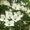 Cornus kousa