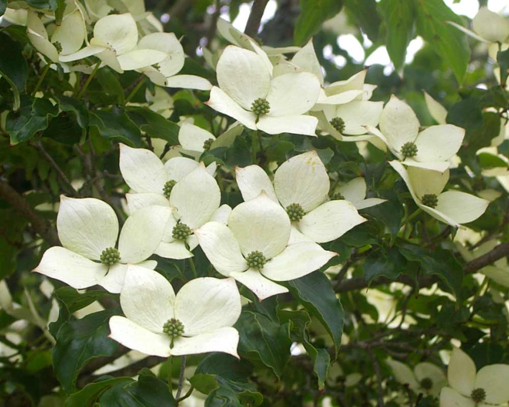 Cornus kousa