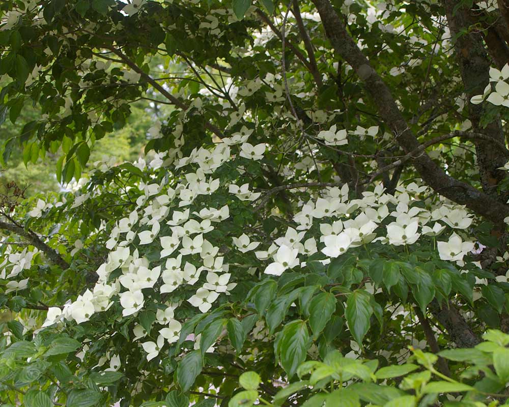 A specimen from the botanical gardens at Mount Thoma just outside of Sydney.