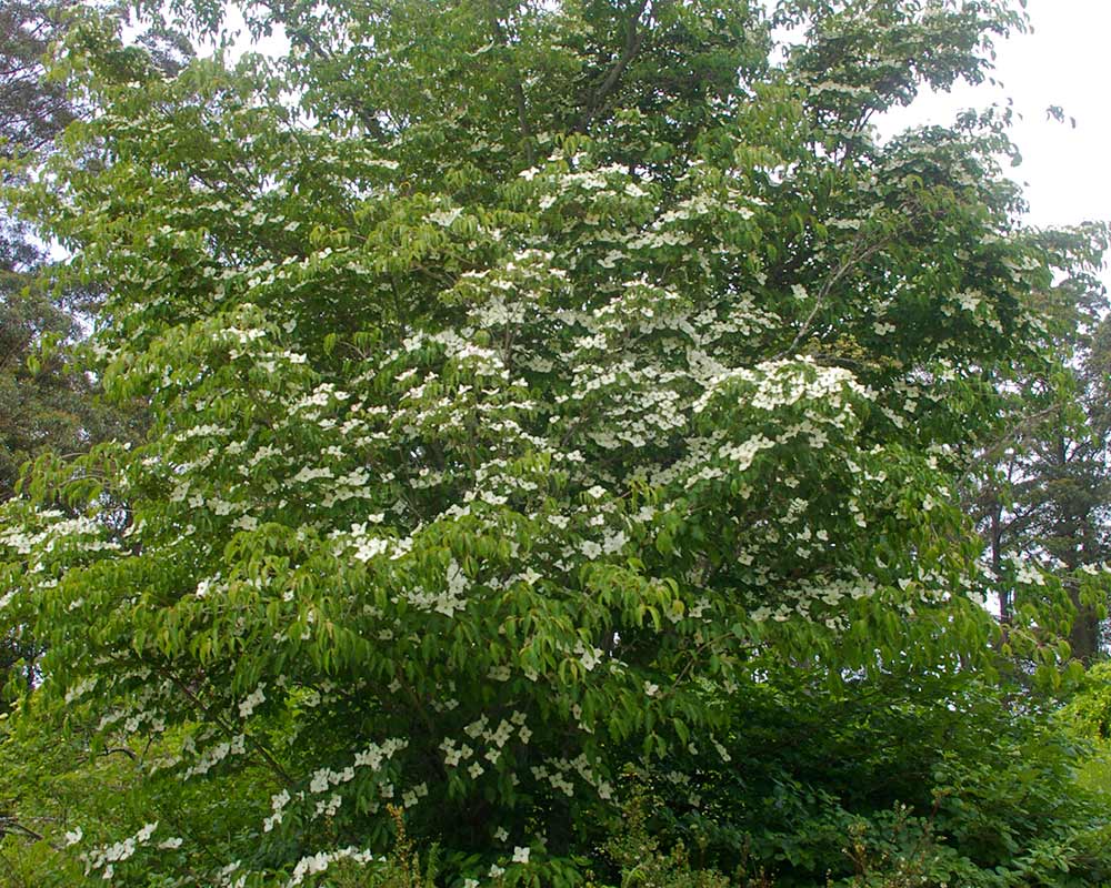 Cornus kousa