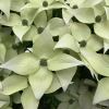 Cornus kousa - cultivar, most likely 'China Girl'