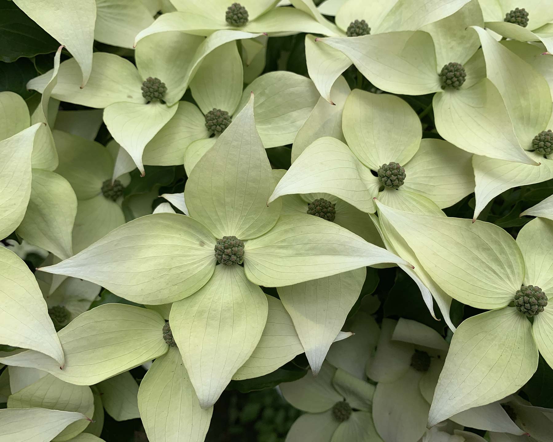 Cornus kousa - cultivar, most likely 'China Girl'