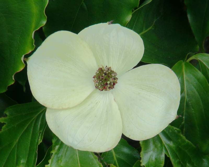 Cornus kousa - spectacular flowers on this tree