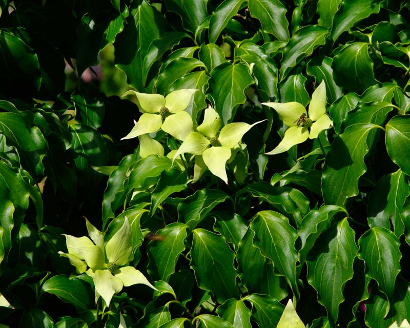 Cornus kousa Greensleeves