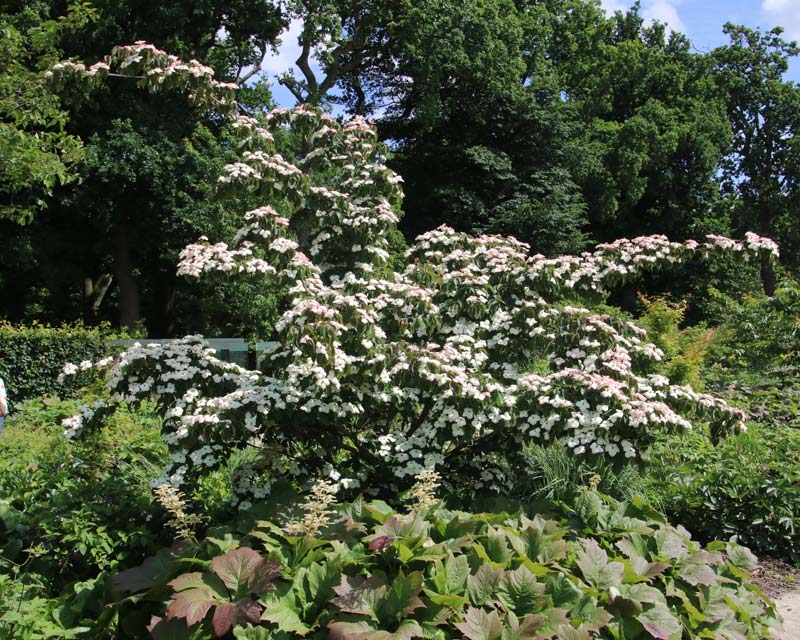 Cornus kousa