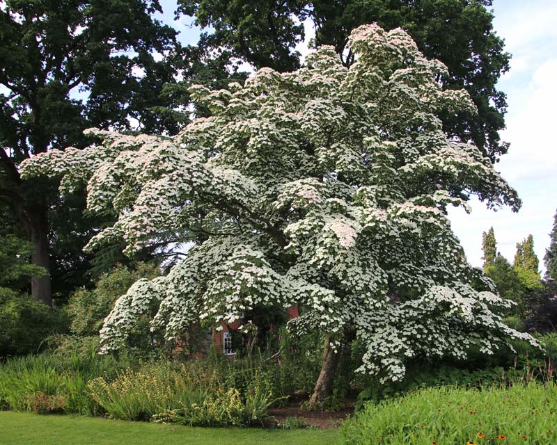 Cornus kousa in spectacular full bloom