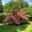 Cornus kousa 'Pink Form' this magnificent specimen seen at Bodnant Gardens