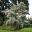 Cornus kousa in spectacular full bloom