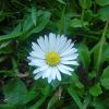 Leucanthemum x superbum, Shasta Daisy