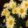 Leucanthemum x superbum 'Banana Cream' - cream petals becoming lighter as the flowers open.