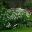 Leucanthemum x superbum White Knight