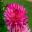 Dahlia Cactus group deep pink
