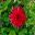Dahlia Cactus group - red