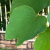 Bauhinia blakeana leaf