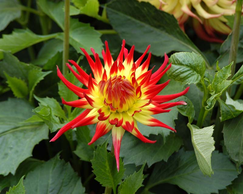 Dahlia Miscellaneous group | GardensOnline