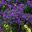 Prostanthera ovalifolia - Purple Mint Bush