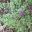 Prostanthera ovalifolia | GardensOnline