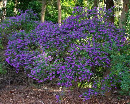 Prostanthera ovalifolia - Purple Mint Bush