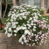 Argyranthemum frutescens, Marguerite Daisy