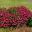 Argyranthemum Federation Daisy 'Bright Carmine'