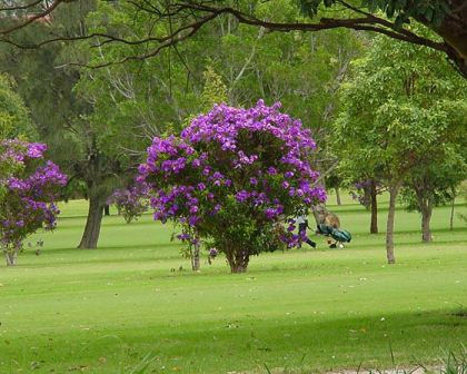 GardensOnline: Tibouchina granulosa