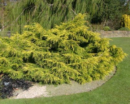 Juniperus x Pfitzeriana Carbery Gold
