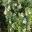 Westringia fruticosa | GardensOnline