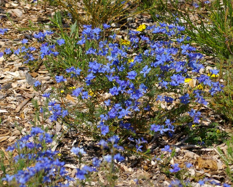 GardensOnline: Lechenaultia biloba 'Electric Blue'