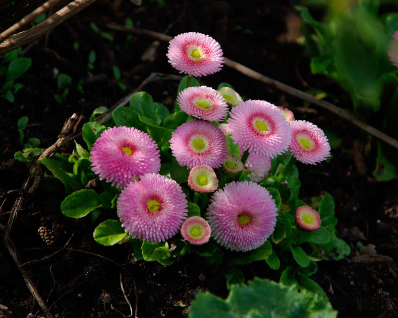 Как размножаются маргаритки многолетние. Маргаритка Bellis perennis. Маргаритка Роггли ред. Маргаритка Монстроза. Маргаритка многолетняя.