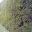Melaleuca nesophylla or Purple Paper Bark - trimmed into hedge