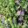 Melaleuca nesophylla - Purple Paper Bark