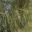 Casuarina glauca - Swamp Oak has needle like foliage and small cones