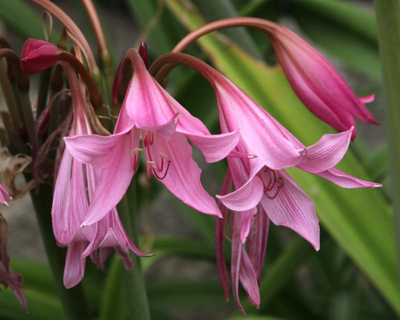 Crinum x powellii GardensOnline