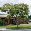 Fraxinus griffithii - photo by John Robert McPherson