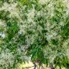 Fraxinus griffithii - panicles of small white flowers - photo by John Robert McPherson