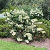 Hydrangea quercifolia - Oak leaved Hydrangea growing in Sydney Botanic Gardens