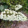 Hydrangea quercifolia - Oak leaved Hydrangea