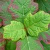 Hydrangea quercifolia leaf