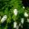 Panicles of white flowers - Hydrangea quercifolia Snow Queen 'Flemygea'