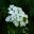 Hydrangea quercifolia - Oak Leaved Hydrangea