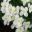 Hydrangea quercifolia Snowflake 'Brido'