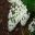 Hydrangea quercifolia Snowflake 'Brido'