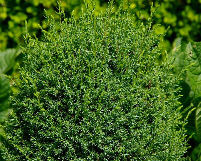 Juniperus communis Hibernica | GardensOnline