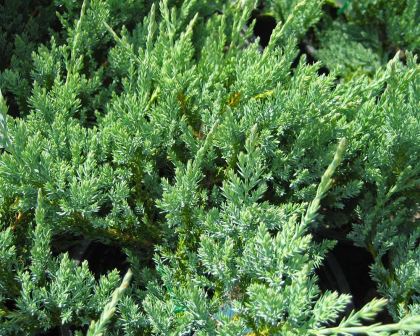 Juniperus horizontalis glauca - this is Blue Rug