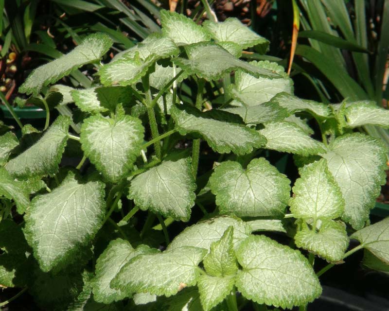 Lamium maculatum Beacon Silver