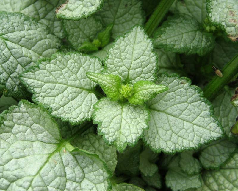 Lamium maculatum | GardensOnline